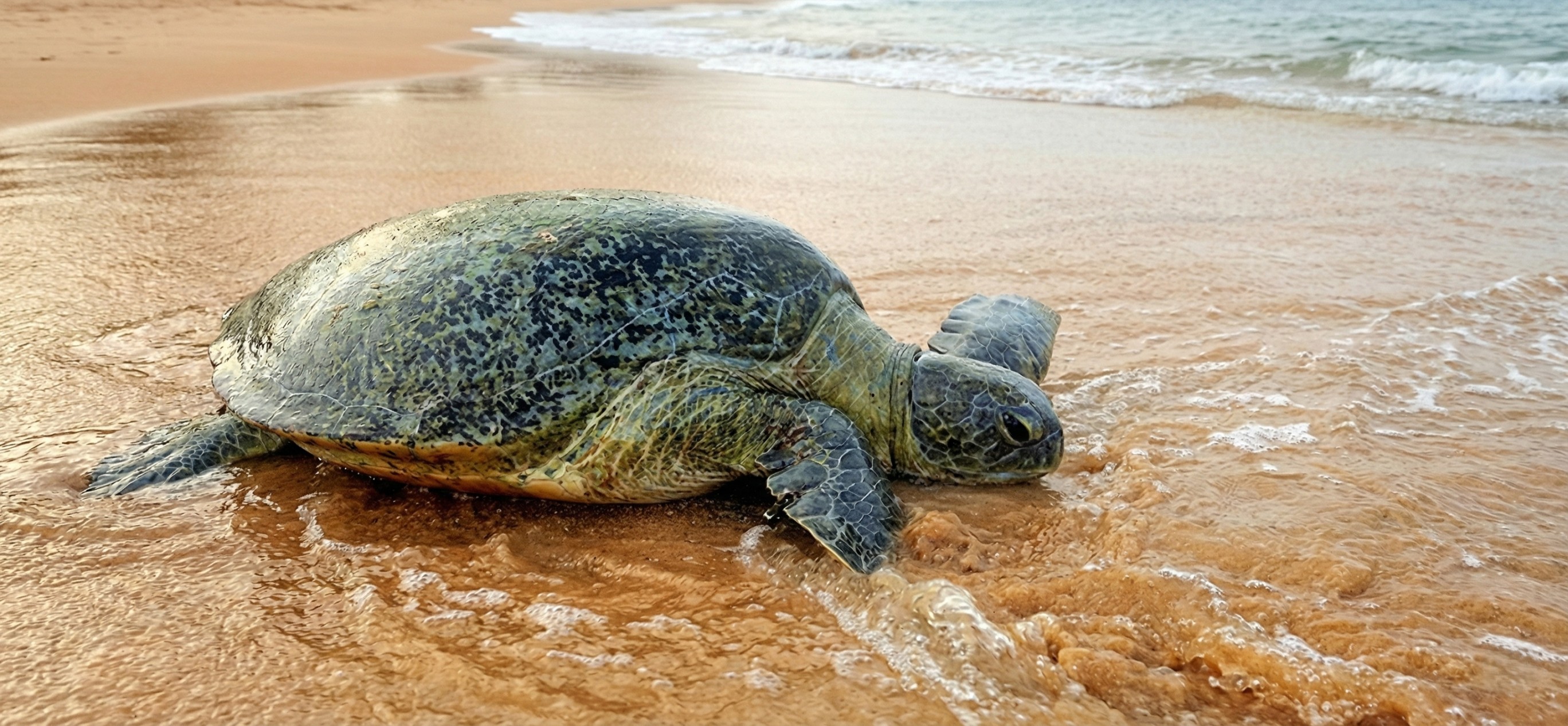 Turtle Watching